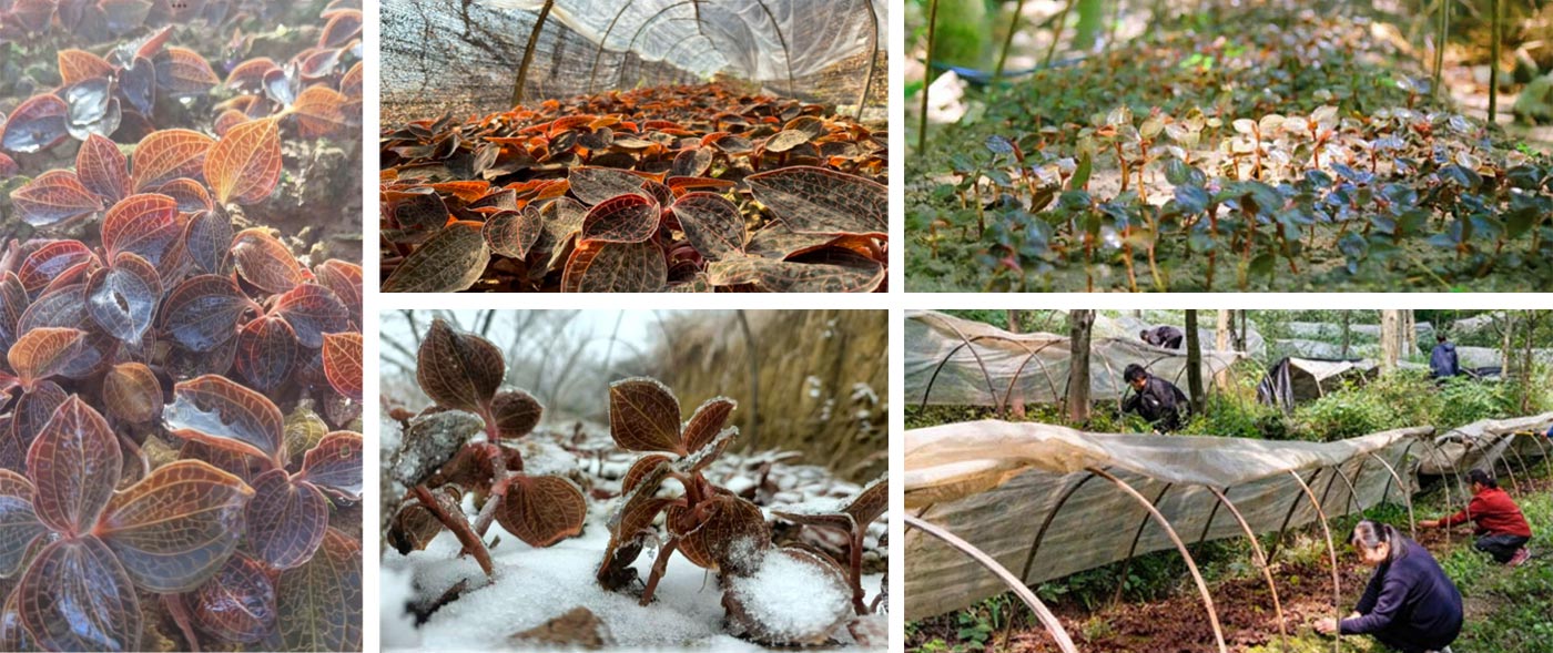 Ice-Snow Anoectochilus roxburghii Dried Whole Herb